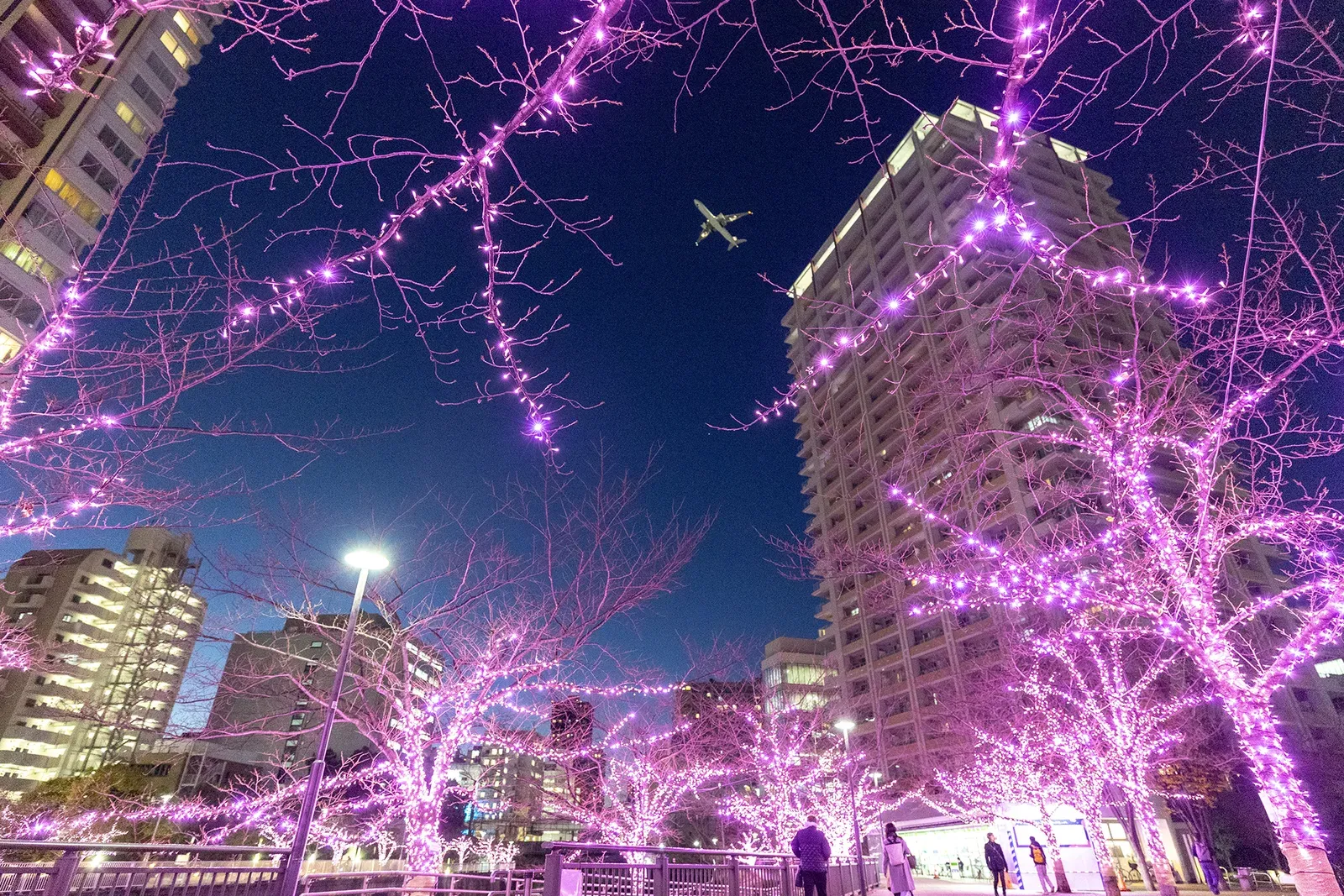Cherry trees wrapped in pink lights along the Meguro River